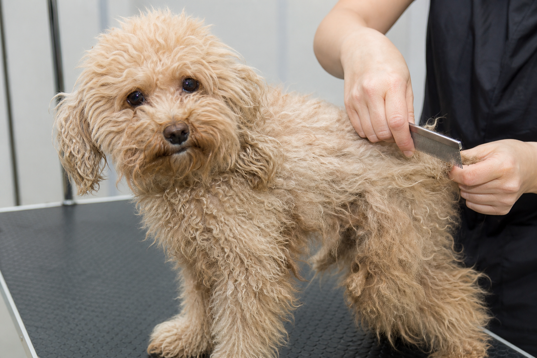 Why Your Dog's Coat Gets Matted (And How to Prevent It)
